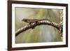 Brown Anole Lizard-Richard T. Nowitz-Framed Photographic Print