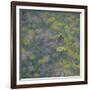 Brown Argus - After Photo by Sara Crow-Ruth Addinall-Framed Giclee Print