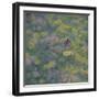 Brown Argus - After Photo by Sara Crow-Ruth Addinall-Framed Giclee Print