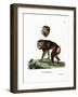 Brown Baboon-null-Framed Giclee Print