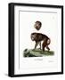 Brown Baboon-null-Framed Giclee Print