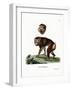 Brown Baboon-null-Framed Giclee Print