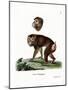 Brown Baboon-null-Mounted Giclee Print