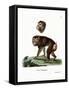 Brown Baboon-null-Framed Stretched Canvas