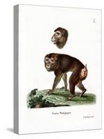 Brown Baboon-null-Stretched Canvas