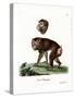 Brown Baboon-null-Stretched Canvas