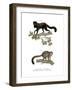 Brown-Backed Bearded Saki, 1860-null-Framed Giclee Print