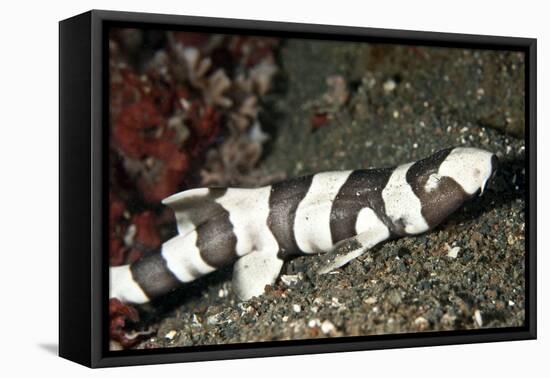 Brown-Banded Bamboo Shark-null-Framed Stretched Canvas