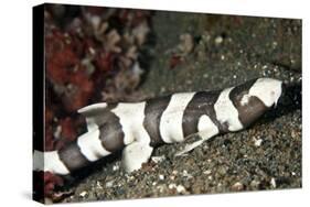 Brown-Banded Bamboo Shark-null-Stretched Canvas