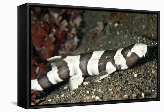 Brown-Banded Bamboo Shark-null-Framed Stretched Canvas