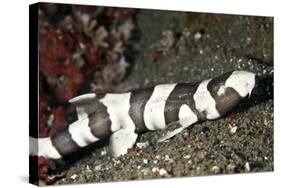 Brown-Banded Bamboo Shark-null-Stretched Canvas