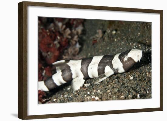 Brown-Banded Bamboo Shark-null-Framed Photographic Print