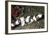 Brown-Banded Bamboo Shark-null-Framed Photographic Print