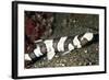 Brown-Banded Bamboo Shark-null-Framed Photographic Print