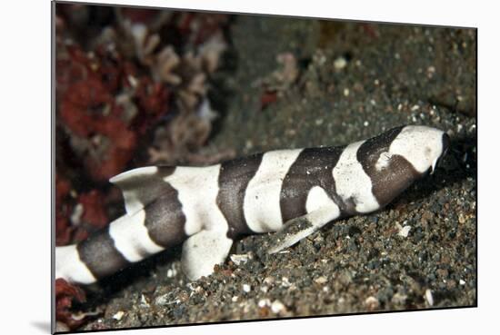 Brown-Banded Bamboo Shark-null-Mounted Photographic Print