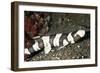 Brown-Banded Bamboo Shark-null-Framed Photographic Print