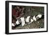 Brown-Banded Bamboo Shark-null-Framed Photographic Print