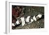 Brown-Banded Bamboo Shark-null-Framed Photographic Print