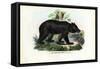 Brown Bear, 1863-79-Raimundo Petraroja-Framed Stretched Canvas