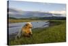 Brown Bear Along Stream at Hallo Bay in Katmai National Park-Paul Souders-Stretched Canvas