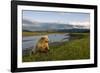 Brown Bear Along Stream at Hallo Bay in Katmai National Park-Paul Souders-Framed Photographic Print