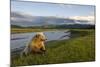 Brown Bear Along Stream at Hallo Bay in Katmai National Park-Paul Souders-Mounted Photographic Print