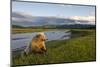 Brown Bear Along Stream at Hallo Bay in Katmai National Park-Paul Souders-Mounted Photographic Print