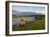 Brown Bear Along Stream at Hallo Bay in Katmai National Park-Paul Souders-Framed Photographic Print