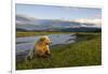 Brown Bear Along Stream at Hallo Bay in Katmai National Park-Paul Souders-Framed Photographic Print