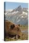 Brown Bear and Coastal Mountains, Katmai National Park, Alaska-Paul Souders-Stretched Canvas