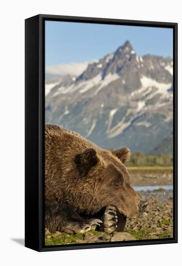 Brown Bear and Coastal Mountains, Katmai National Park, Alaska-Paul Souders-Framed Stretched Canvas