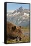 Brown Bear and Coastal Mountains, Katmai National Park, Alaska-Paul Souders-Framed Stretched Canvas