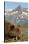 Brown Bear and Coastal Mountains, Katmai National Park, Alaska-Paul Souders-Stretched Canvas