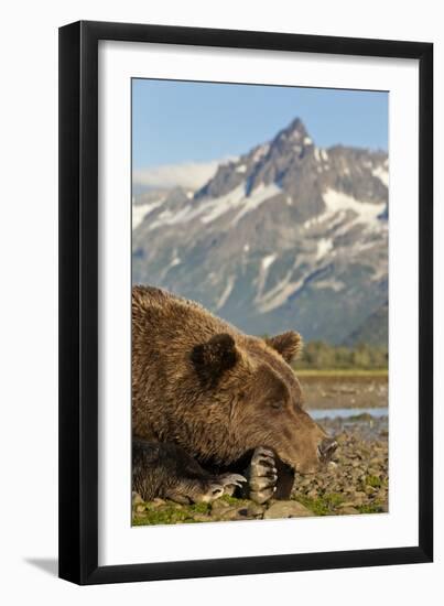 Brown Bear and Coastal Mountains, Katmai National Park, Alaska-Paul Souders-Framed Premium Photographic Print