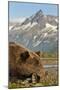 Brown Bear and Coastal Mountains, Katmai National Park, Alaska-Paul Souders-Mounted Premium Photographic Print