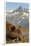 Brown Bear and Coastal Mountains, Katmai National Park, Alaska-Paul Souders-Framed Premium Photographic Print