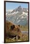 Brown Bear and Coastal Mountains, Katmai National Park, Alaska-Paul Souders-Framed Premium Photographic Print