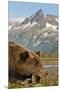 Brown Bear and Coastal Mountains, Katmai National Park, Alaska-Paul Souders-Mounted Premium Photographic Print