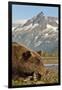 Brown Bear and Coastal Mountains, Katmai National Park, Alaska-Paul Souders-Framed Premium Photographic Print