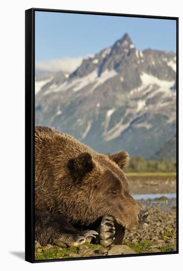 Brown Bear and Coastal Mountains, Katmai National Park, Alaska-Paul Souders-Framed Stretched Canvas