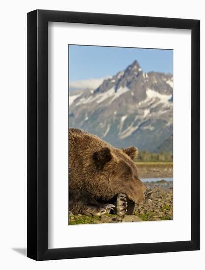 Brown Bear and Coastal Mountains, Katmai National Park, Alaska-Paul Souders-Framed Photographic Print