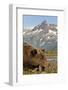 Brown Bear and Coastal Mountains, Katmai National Park, Alaska-Paul Souders-Framed Photographic Print