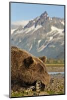 Brown Bear and Coastal Mountains, Katmai National Park, Alaska-Paul Souders-Mounted Photographic Print