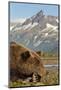 Brown Bear and Coastal Mountains, Katmai National Park, Alaska-Paul Souders-Mounted Photographic Print