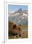 Brown Bear and Coastal Mountains, Katmai National Park, Alaska-Paul Souders-Framed Photographic Print