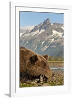 Brown Bear and Coastal Mountains, Katmai National Park, Alaska-Paul Souders-Framed Photographic Print