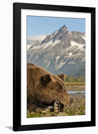 Brown Bear and Coastal Mountains, Katmai National Park, Alaska-Paul Souders-Framed Photographic Print