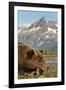 Brown Bear and Coastal Mountains, Katmai National Park, Alaska-Paul Souders-Framed Photographic Print