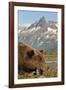 Brown Bear and Coastal Mountains, Katmai National Park, Alaska-Paul Souders-Framed Photographic Print