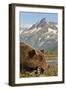 Brown Bear and Coastal Mountains, Katmai National Park, Alaska-Paul Souders-Framed Photographic Print